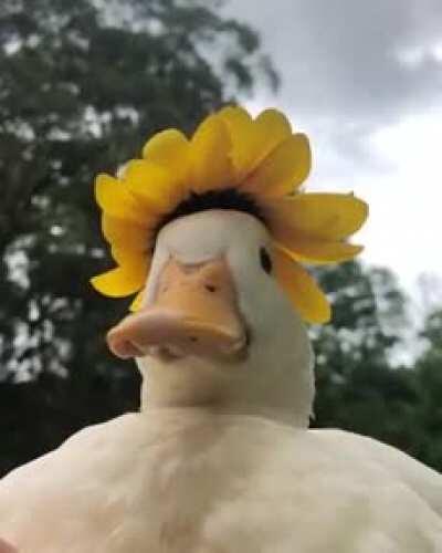 Here's a cute duck with a sunflower on its head maybe it'll brighten up your day.