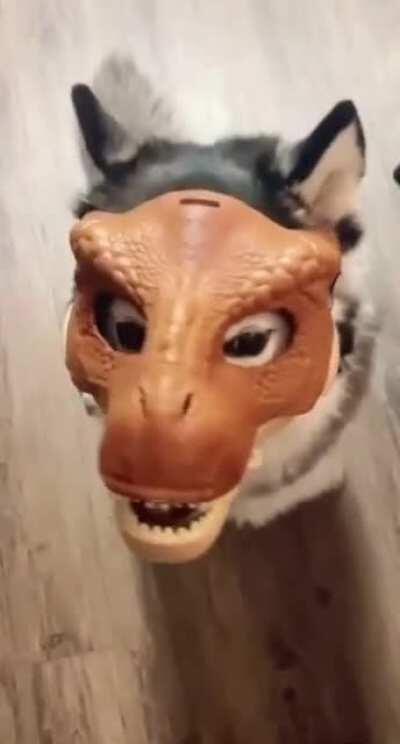 Put my sons dinosaur mask on my dog!