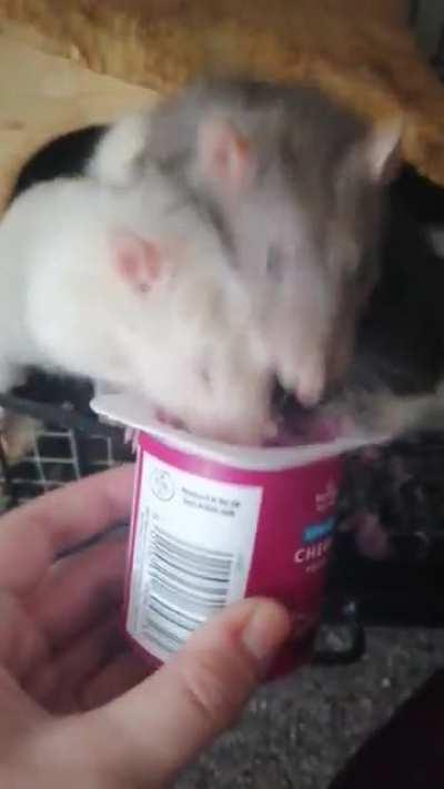 I tried to take a cute video of the babies but Carter is a yoghurt monster