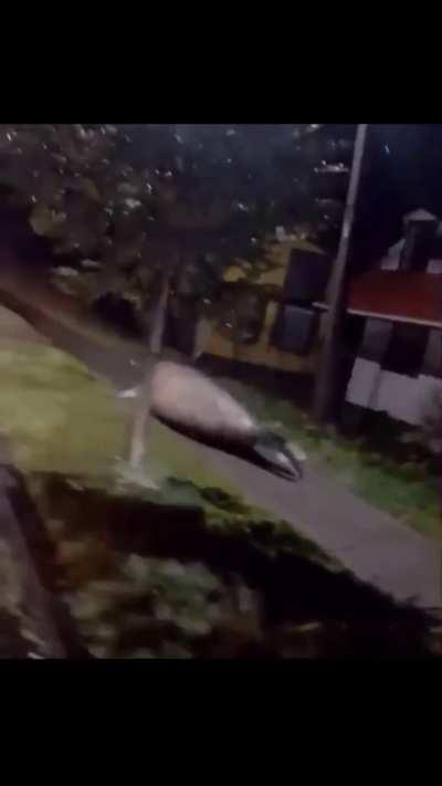 just saw a whale outside where I live tf