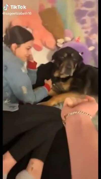 Doggo does not like to be disrespected