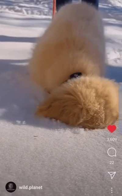 Golden puppy vs fresh snow