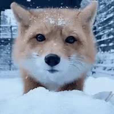 Fox Sliding in the Snow