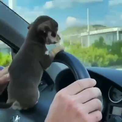 His tiny paws dont even reach the pedals!