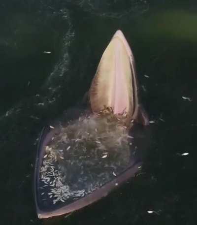 An Eden’s whale trap feeding.