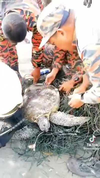 Thanks for the Marines who saved a trapped turtle