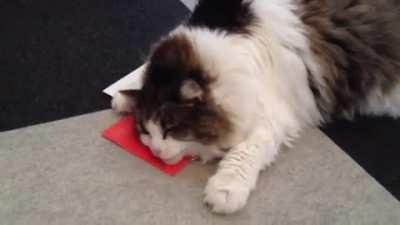 Direct mail company used catnip-infused paper for cat litter ads