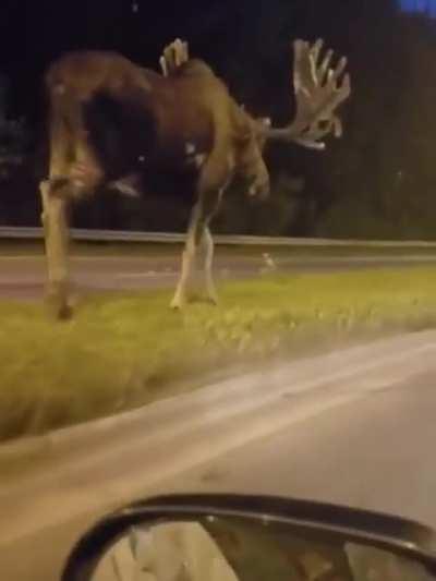 Giant moose on the road