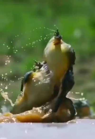 Frog wrestling > WWE