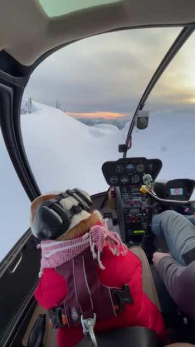 Dog co-pilot