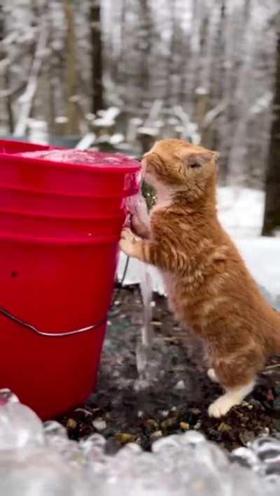 Hydro kitty drinking from a spring (credit goes to farmer_jane)