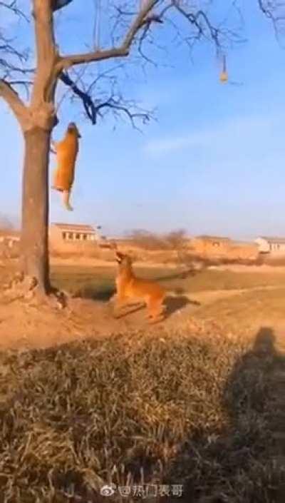 This dog's technique to retrieve its ball from a tree