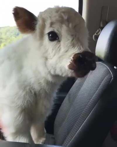 Such a Ver Smol an h*ckin cute Mooing Pupper!