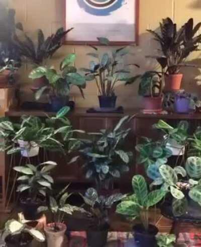 Plants don’t stay still. When shown sped up, you can see how much they actually move.