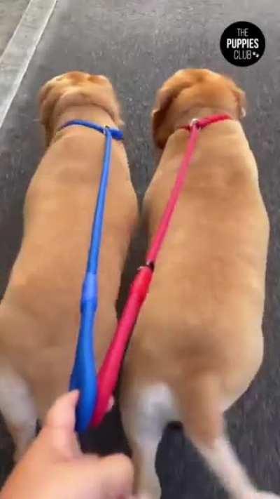 These two dogs walking in sync