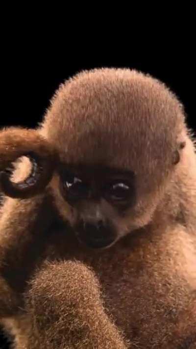 This beautiful creature is a woolly monkey, and there only about 1000 of them. Genus Lagothrix