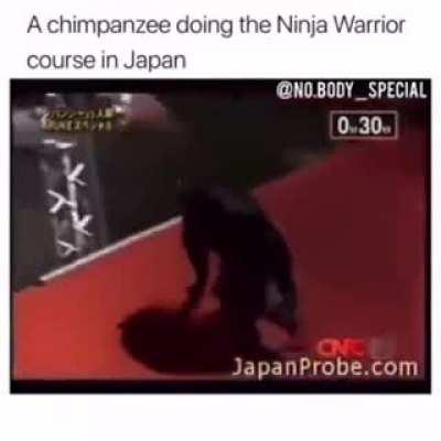 A chimpanzee doing the Ninja Warrior course in Japan