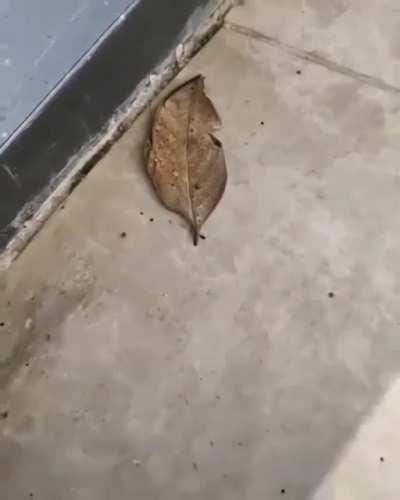 Leaf butterfly