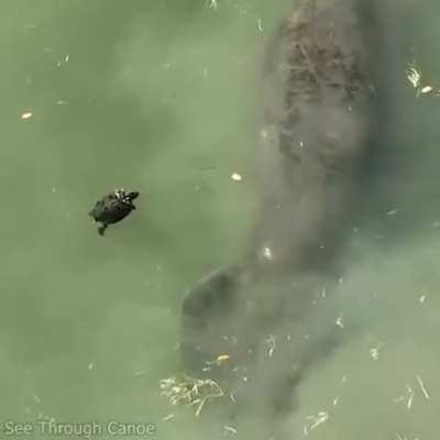 Turtle noping away from Manatees