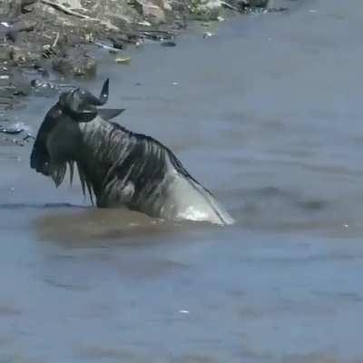 Wildebeest escapes the hold of a crocodile bite.