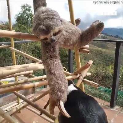 A friendly Sloth meets a curious Dog.