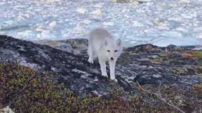 Curious young arctic fox checking out a nature photographer