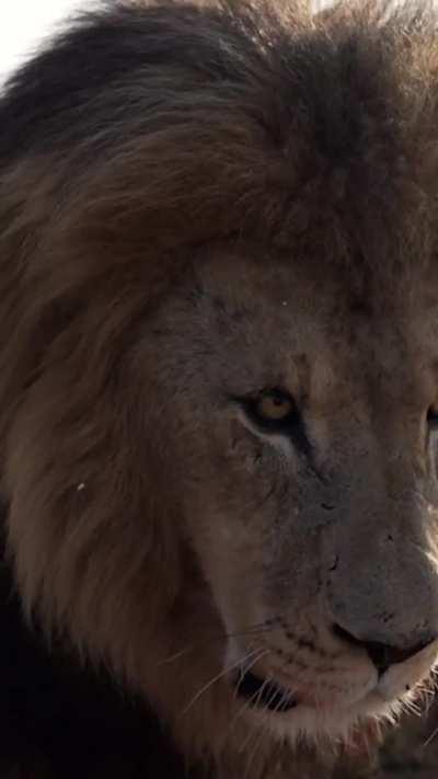 🔥A lions low bellowing growl 