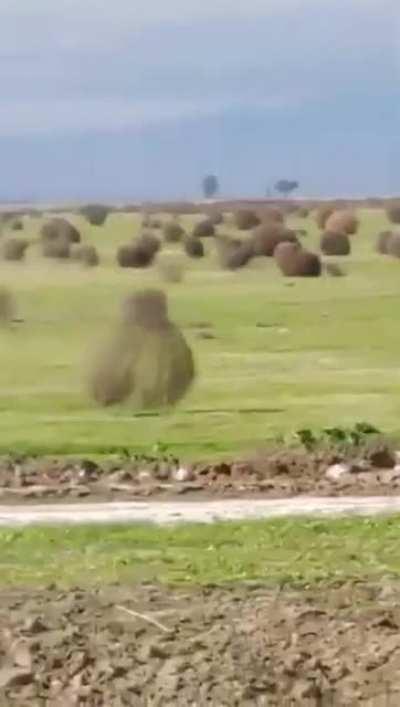 Tumbleweed - You see it fun, but it's really bad joke