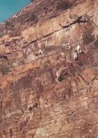 🔥 These are Mouflons, wild sheep native to the Caspian region from eastern Turkey, Armenia, and Iran. They are thought to be the ancestor of all modern domestic sheep breeds