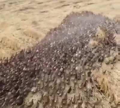 In Thailand, ducks are released on the fields after harvesting to feed on pests. After 5 months they are mustered back to the farm for eggs. This reduces the need for pesticides while providing free feed for the ducks