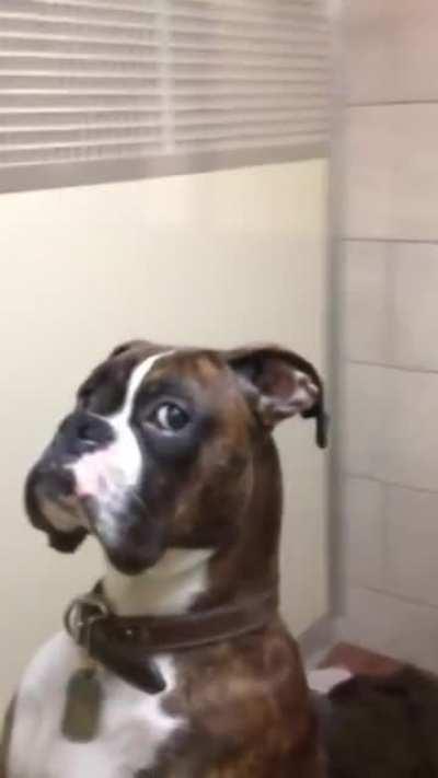 Boxer Gives Owner This Look getting Picked Up from The Vet