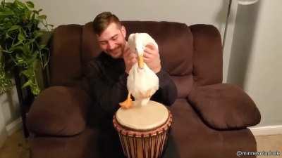 Duck playing drums