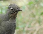 The Lyre Bird copies many sounds to attract a mate, including a camera shutter, car alarm, and chainsaw!