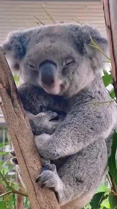 Mama with baby koala