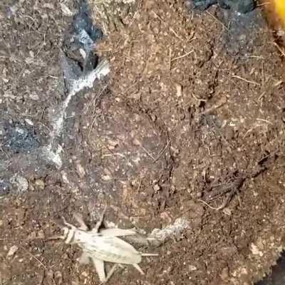 Trapdoor Spider having a snack