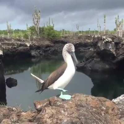 A Blue-footed Booby proudly showing off their very impressive feet