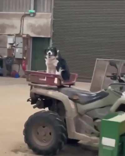 Doggo's First Day Back At Work After Having A Week Off