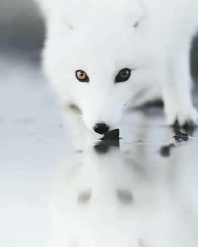 🔥 The foxes have white fur, winter fur, foxes to color, and foxes' fur make hair fox brown in the summer fur color.