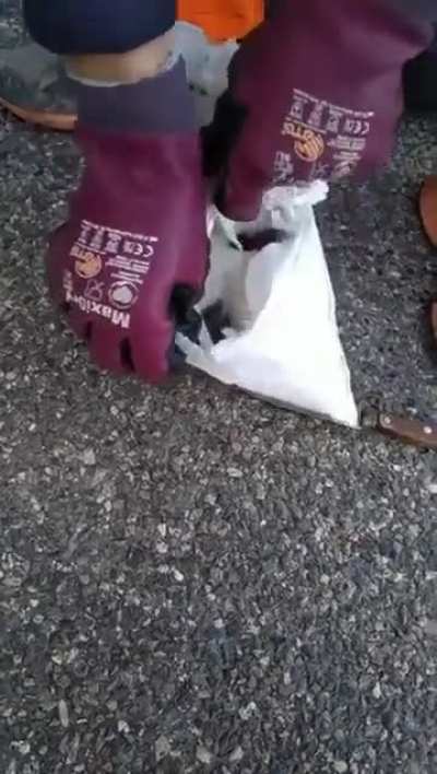 Garbage men saving kittens from the trash