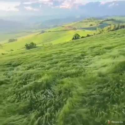 Grass getting blown by the wind