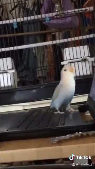 This is Appa, my 4month old Lovebird that I got 4 days ago having some “zoom calls” for his job.