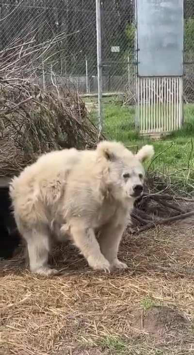 Cute and tousled bear after hibernation