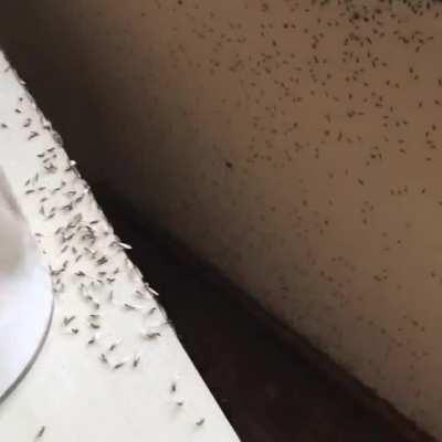 Termite swarm in my house