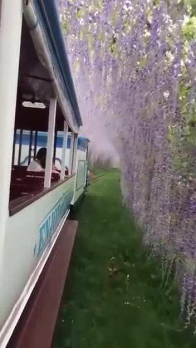 Wisteria in Japan.