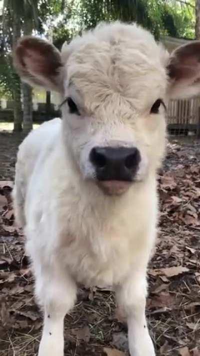 Mini cows for small farms.