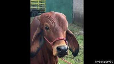 A Cow Doing The People's Eyebrow Better Than The Rock Goes Viral