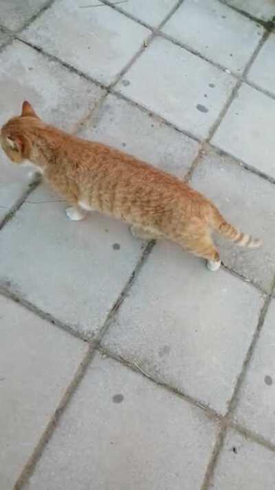 I know it'll die in new, but I had an interesting conversation with this fat orange cat