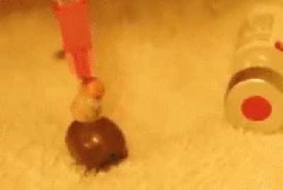 A tick being injected with Hydrogen Peroxide