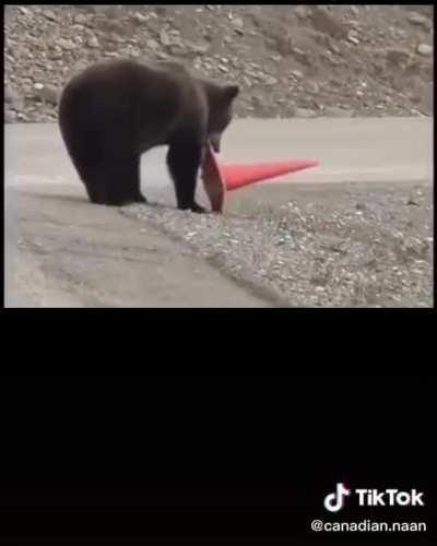 OCD bear