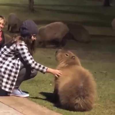 This is a Capybara, the worlds largest rodent. An absolute unit